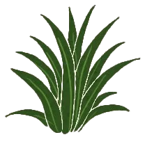 Green botanical illustration used in the Calista Ashmore site visuals.